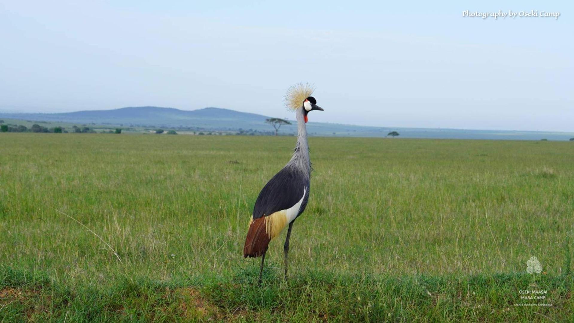 Oseki Maasai Mara Camp Hotel Narok Eksteriør billede