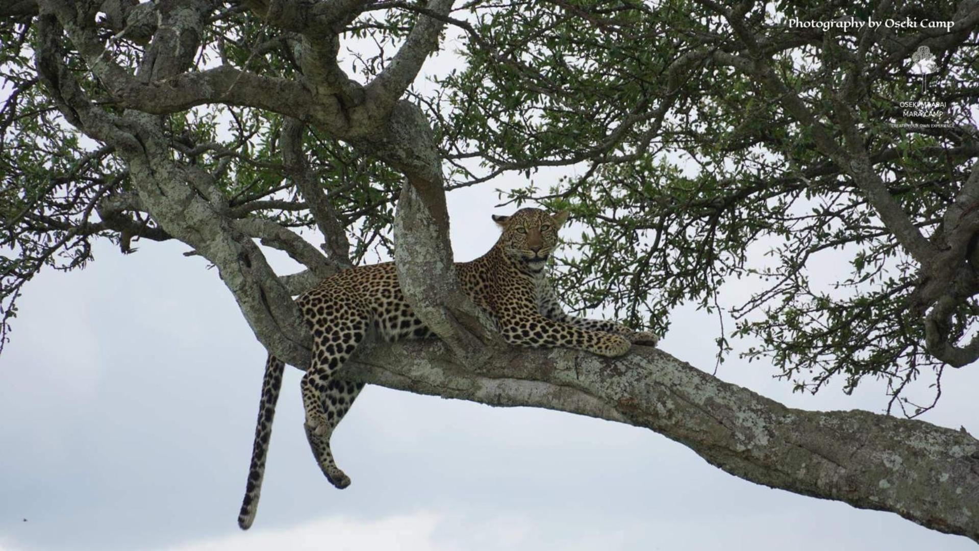 Oseki Maasai Mara Camp Hotel Narok Eksteriør billede