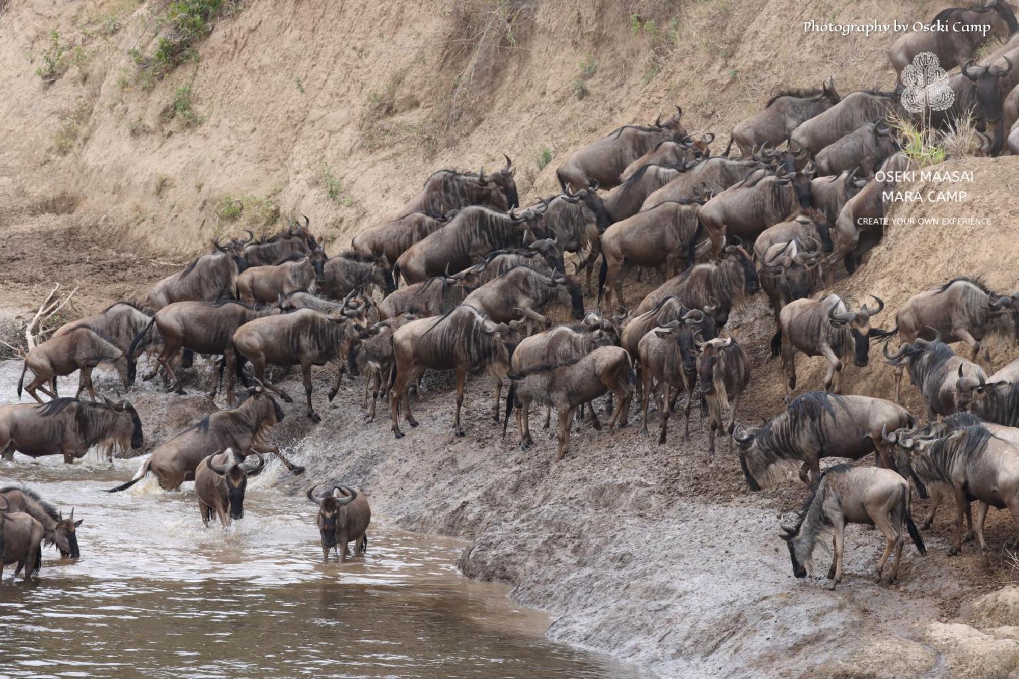 Oseki Maasai Mara Camp Hotel Narok Eksteriør billede