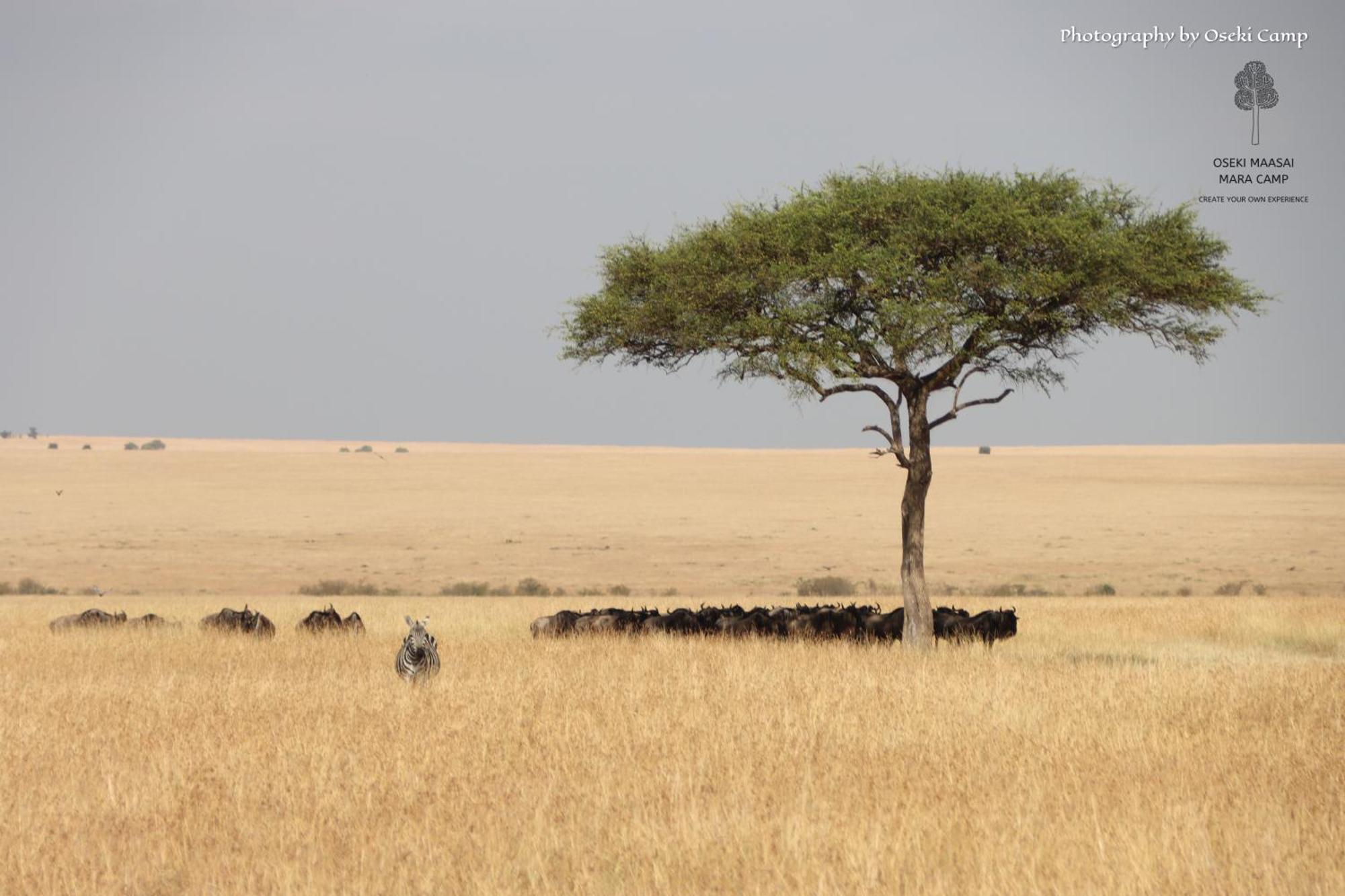 Oseki Maasai Mara Camp Hotel Narok Eksteriør billede
